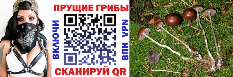 Галлюциногенные грибы Magic Shrooms  купить наркоту  Северск 